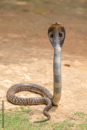 Konstfotografi The cobra is the common name of some elapids able to widen the ribs to form the famous hood