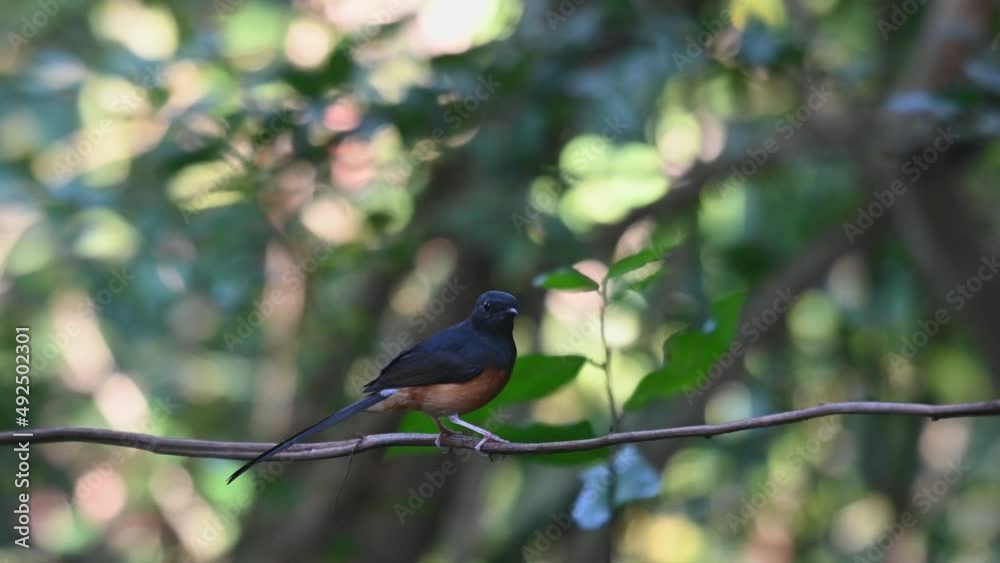 Perched on a vine as seen from its back while looking at the camera, White-rumped Shama Copsychus malabaricus, Thailand. Perched on a vine as seen from its back while looking at the camera, White-rumped Shama Copsychus malabaricus, Thailand.
