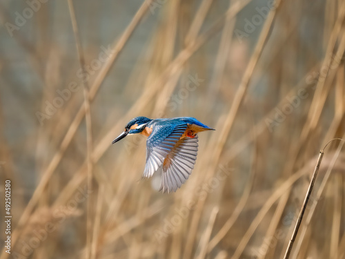 kingfisher on the branch