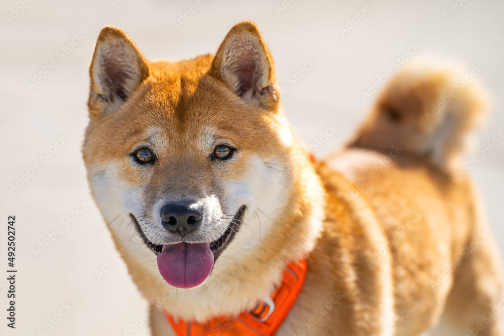 Portrait of smiling Shiba inu dog.