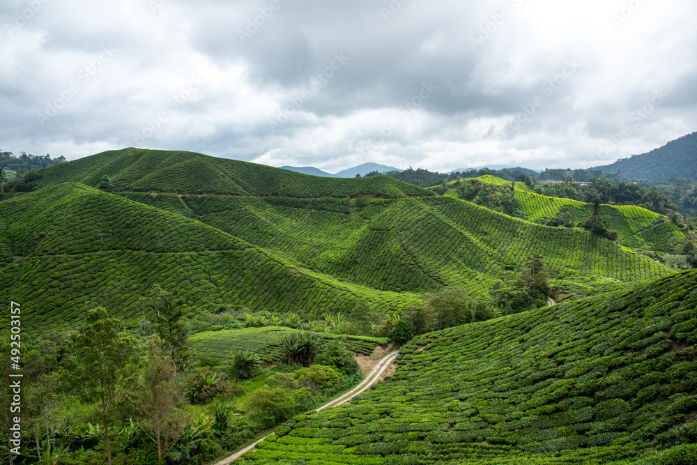 Malaysia Cameron Highland tea plantation field