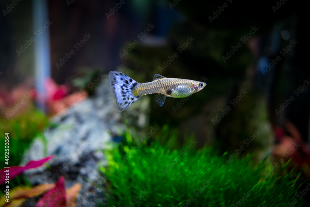 Fototapeta premium Female guppy in a plant aquarium