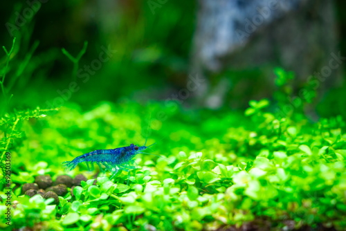 Aquarium blue dream shrimp in plant aquascape photo