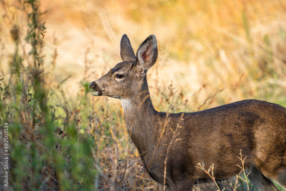 Young California Mule Deer (Odocoileus hemionus californicus) walking in the field. Beautiful deer in its natural habitat.