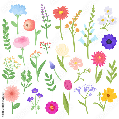 Set of spring flowers and plants, vector