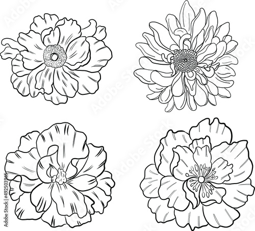 Peony flower vector for tattoo design on white background.Beautiful line art for doodle coloring book with Peony flower illustration on isolated.Chinese flower hand drawn style.Chrysanthemum floral.