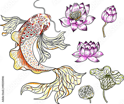 Koi fish vector for printing on shirt on isolated white background.Hand drawn lotus and koi fish carp vector for printing on background.Lucky Chinese animal illustration for painting.