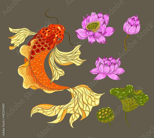 Koi fish vector for printing on shirt on isolated white background.Hand drawn lotus and koi fish carp vector for printing on background.Lucky Chinese animal illustration for painting.