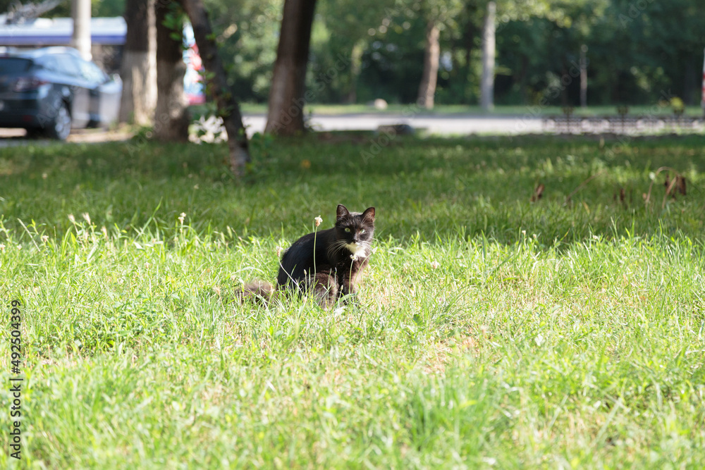 A black and white cat walks on the green grass. A black and white cat walks on the green grass.