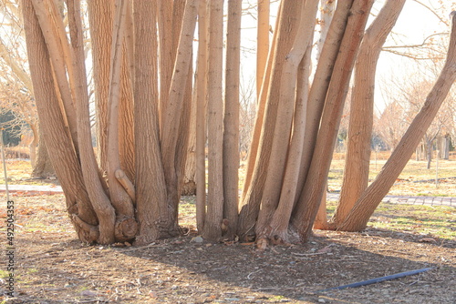 forest in spring