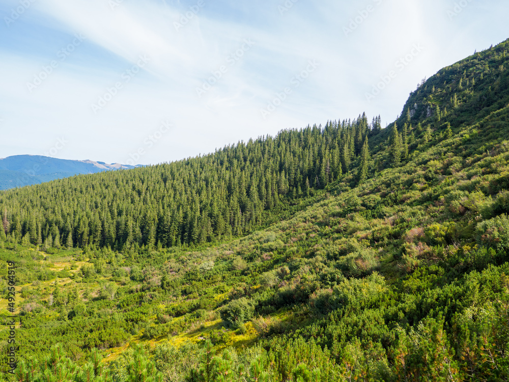 Obraz premium Mountain landscape with coniferous forest, bushes and beautiful sky. Carpathian valley near Hoverla in autumn sunny day.