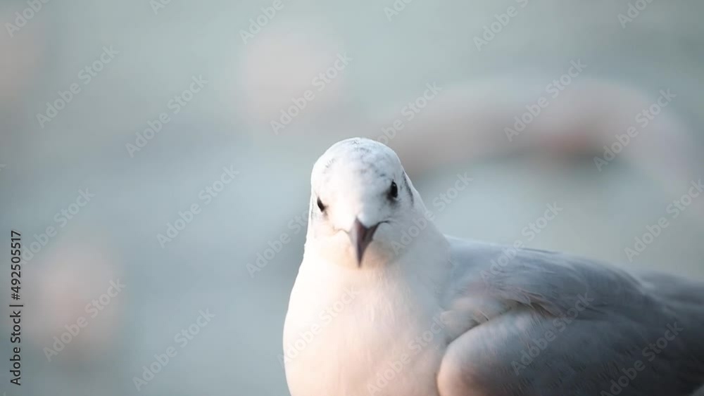 Seagull close up portrait in slow motion Seagull close up portrait in slow motion