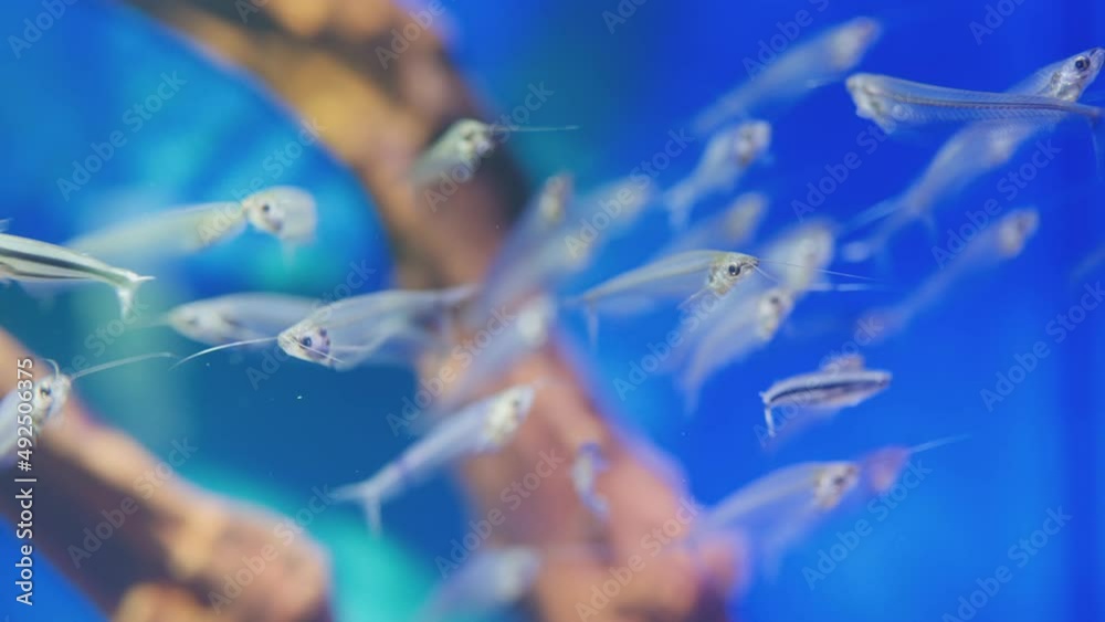 glass catfish aquarium fish, close-up on the ocean. ecology and fauna of the oceans