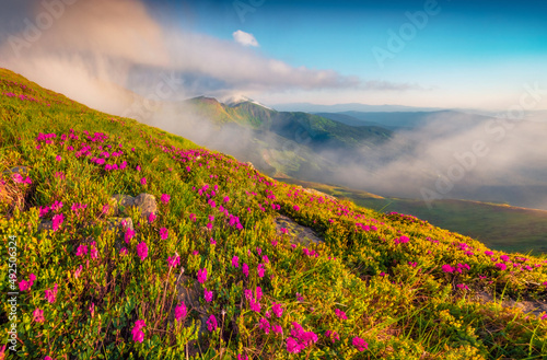 Foggy morning scene of Chornogora mountain range. Picturesque summer view of blooming pink rhododendron flowers on mountain hills. Beauty of nature concept background.