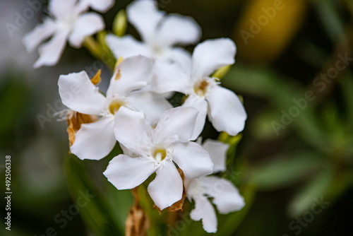 white flowers in greenery close-up