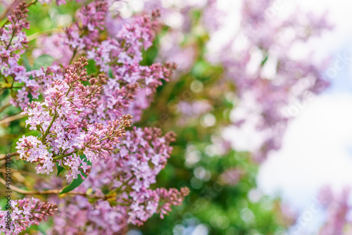 Large lilac branch blossom. Bright flowers spring lilac bush. Spring blue lilac flowers close-up on a blurred background. Bouquet of purple flowers. Natural spring background, soft focus, copy space © Екатерина Переславце