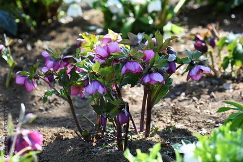 クリスマスローズ