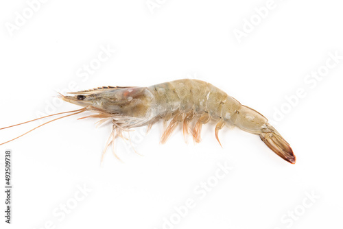 jone fresh raw white shrimps or prawns isolated on white background © zhikun sun