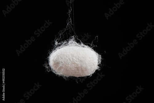 close up of silkworm cocoon isolated on black background photo