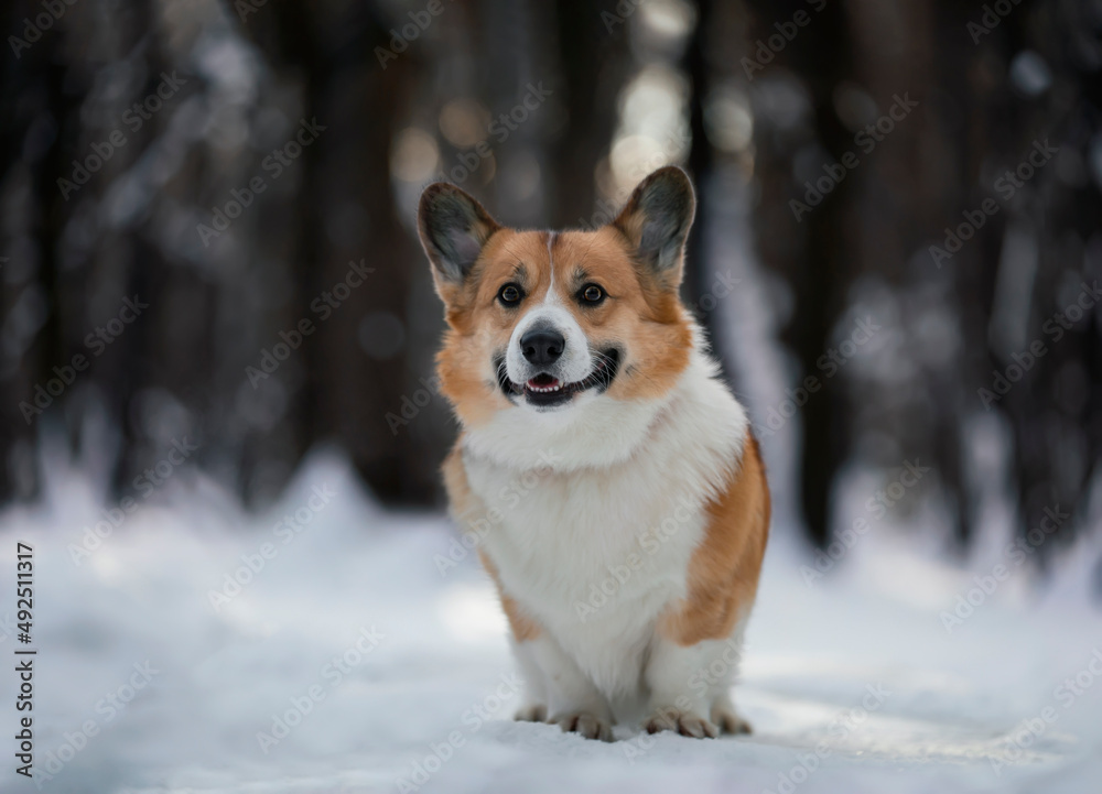 portrait of a cute corgi dog with a cheerful smile sitting in a sunny winter park