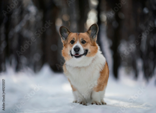 portrait of a cute corgi dog with a cheerful smile sitting in a sunny winter park