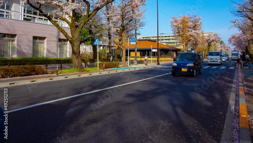 A timelapse of traffic on the cherry blooms street in Kunitachi Tokyo wide shot photo