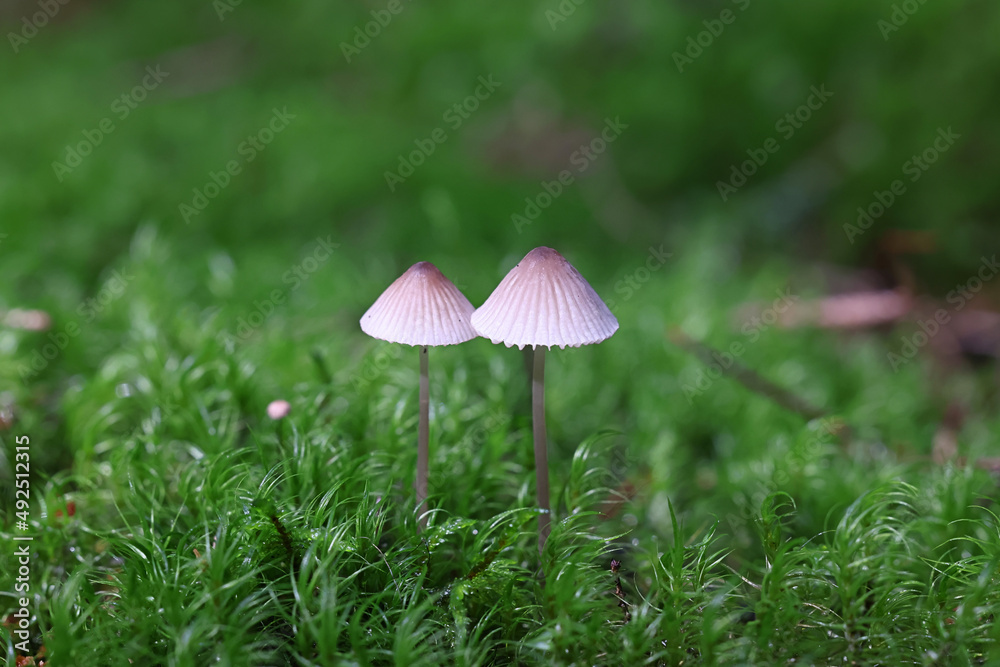 Red Edge Bonnet, wild mushroom from Finland Red Edge Bonnet, wild mushroom from Finland