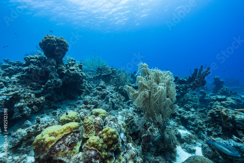 Seascape with various fish, coral, and sponge in the coral reef of the Caribbean Sea, Curacao