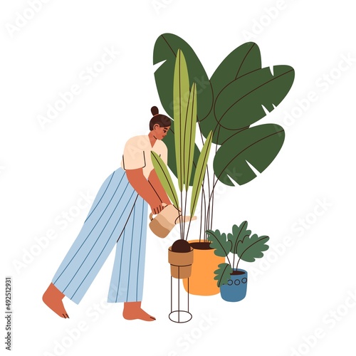 Woman watering potted house plants. Female caring about green-leaf houseplant...