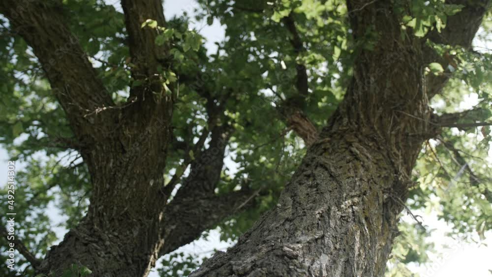 The sun shines through the branches and leaves of a big green tree bowing in the wind on a warm summer day. The sun shines through the branches and leaves of a big green tree bowing in the wind on a warm summer day.