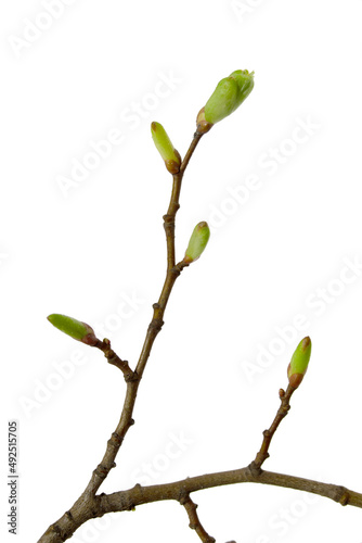 Branch with green buds on a white background.