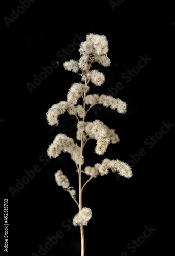 Dry branch on a black background.