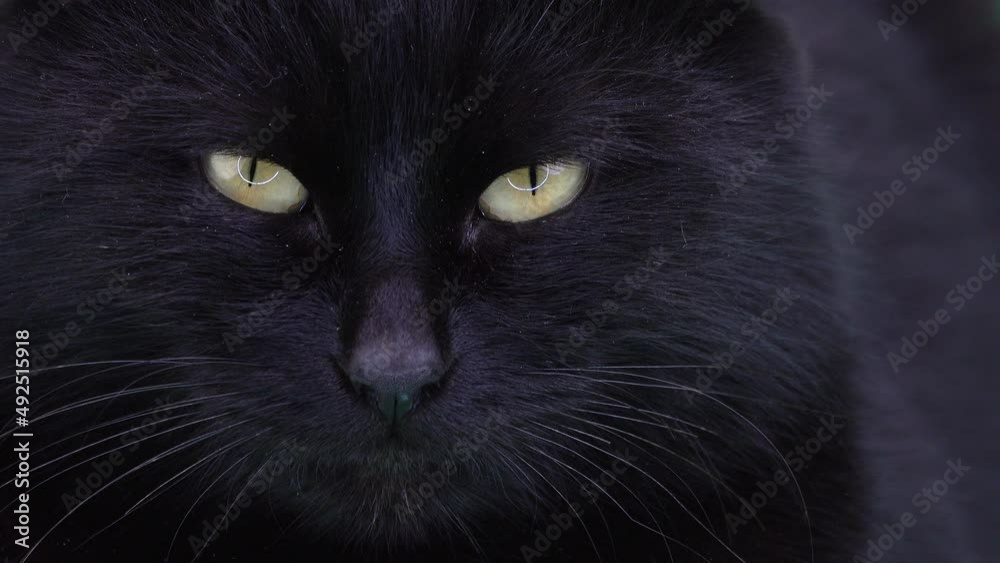mystical black cat opens and turns its head mystical black cat opens and turns its head