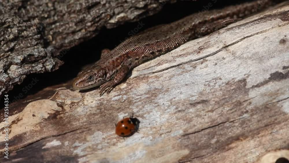 A Common Lizard, Zootoca vivipara, warming itself on a log in the spring sunshine, when a ladybird walks past. A Common Lizard, Zootoca vivipara, warming itself on a log in the spring sunshine, when a ladybird walks past.