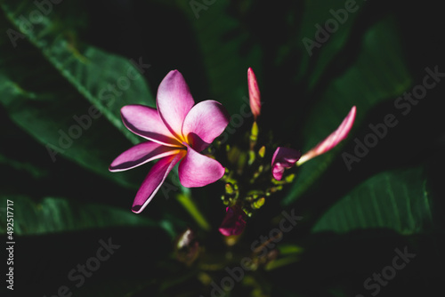 close-up of pink paradise frangipani plant with flowers in sunny backyard