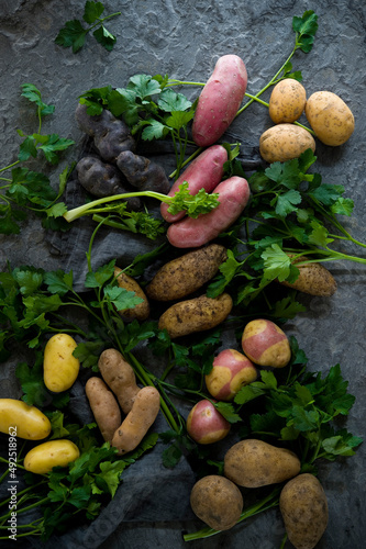 Studio shot of parsley and different varieties of raw potatoes photo