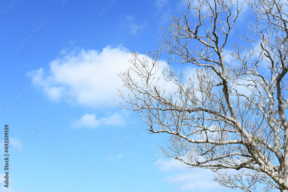 枯れ木と青空 枯れ木と青空