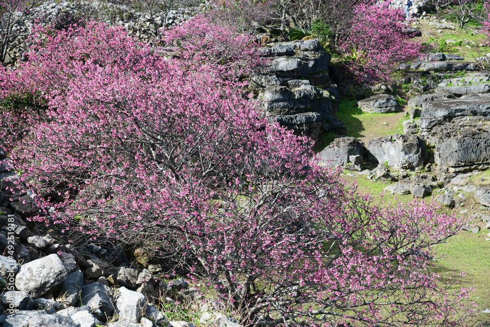 沖縄の緋寒桜の風景