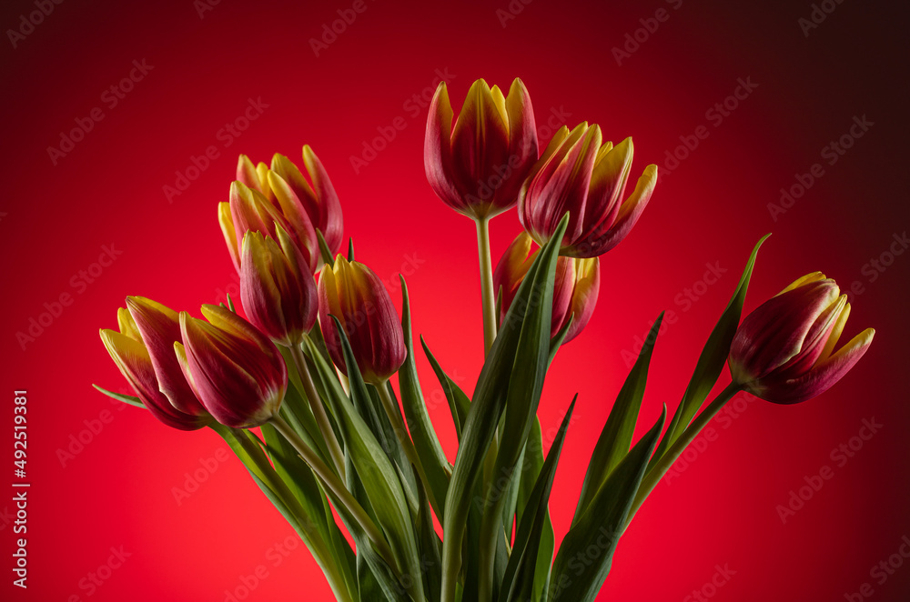 Naklejka premium colorful tulip flowers background. flower decorations 