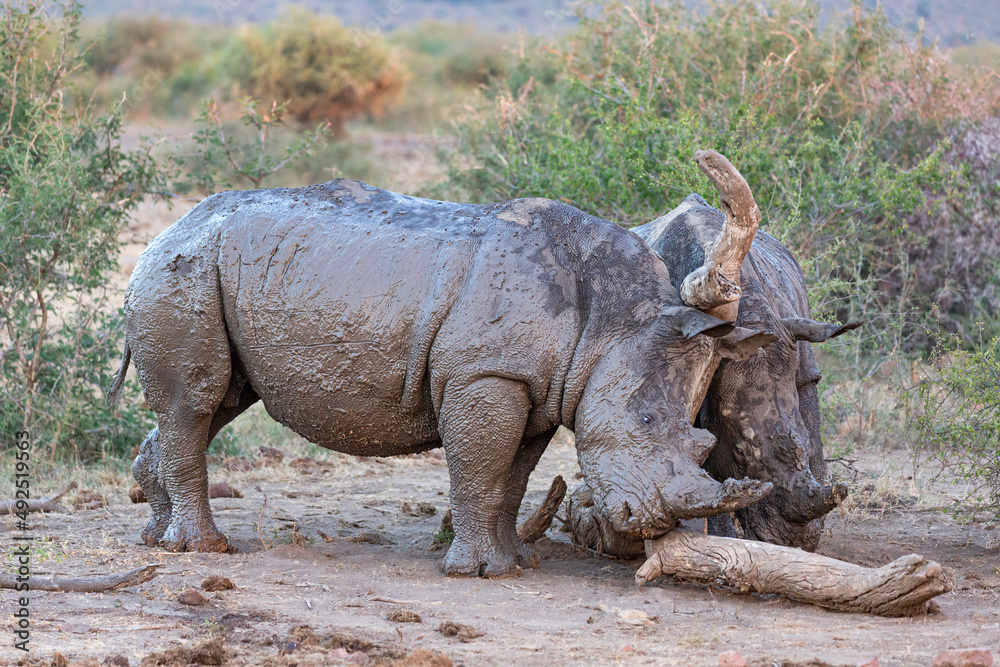 Fototapeta premium Rhino