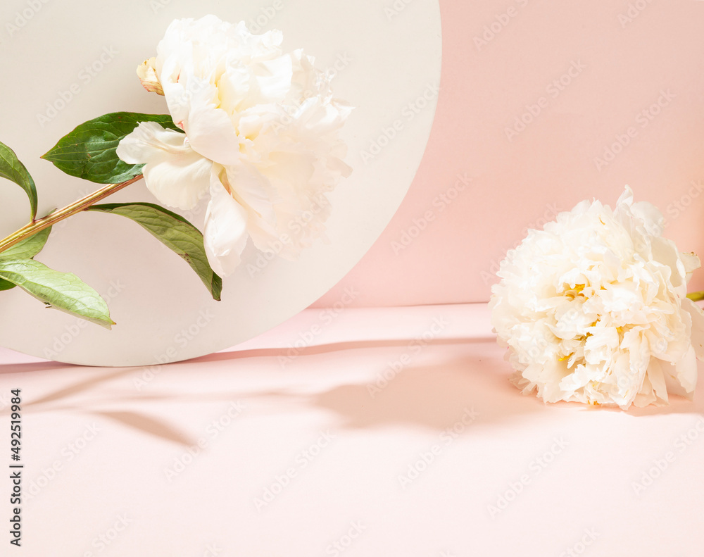 flower on pink background flower on pink background