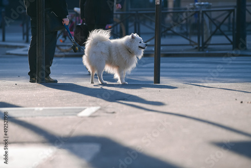 American Eskimo Dog breed waiting at a pedestrian street cross on the streets of Paris, France. Pet photography. photo