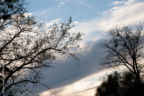 Silhouette of the aspen tree with black leaves on the background of light blue sky. Warm autumn