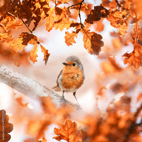 small bird robin sits in surrounded by golden oak leaves in the autumn park