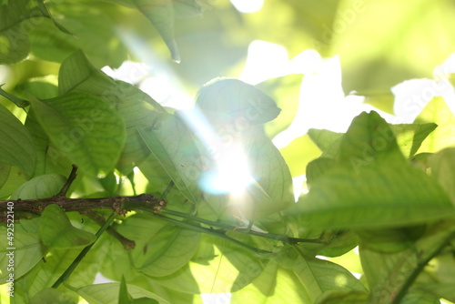 green leafs with sun rays.