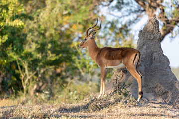 Wandcirkels Antilope Alerte impala tussen hoog gras  © multilens