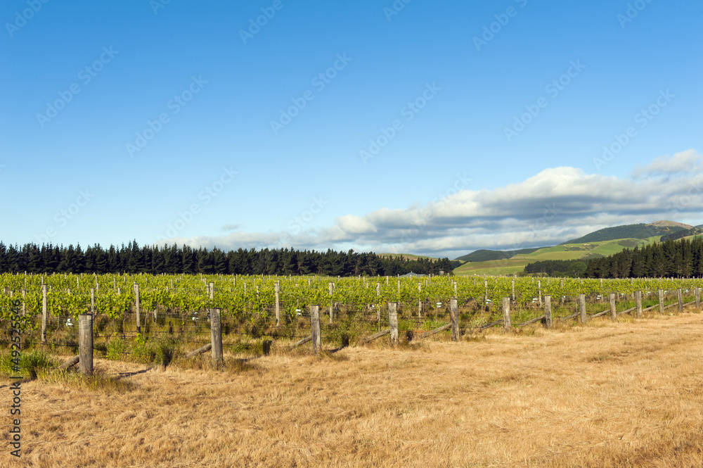 Fototapeta premium Winery of New Zealand