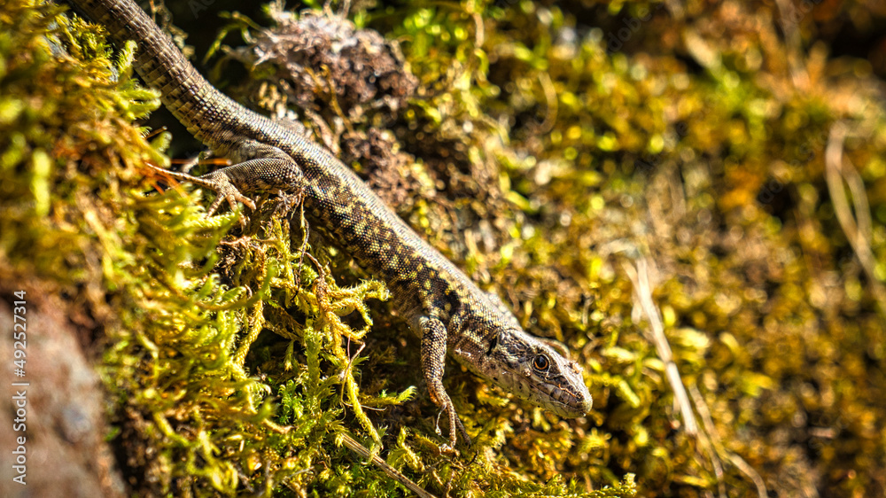 Lizard on a stone wall overgrown with moss. Animal shot of a reptile. Lizard on a stone wall overgrown with moss. Animal shot of a reptile.