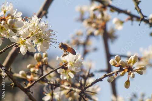 Close up of Blackthorn flowers (Prunus spinosa or sloe ) flowers in the springtime.Italy
