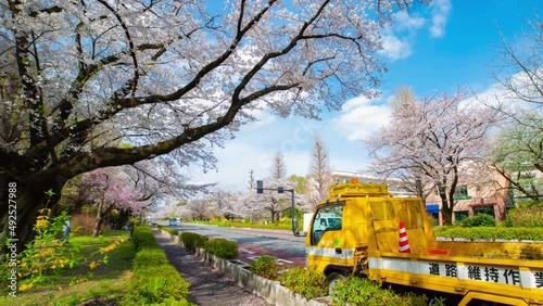 A timelapse of traffic on the cherry blooms street in Kunitachi Tokyo wide shot zoom photo